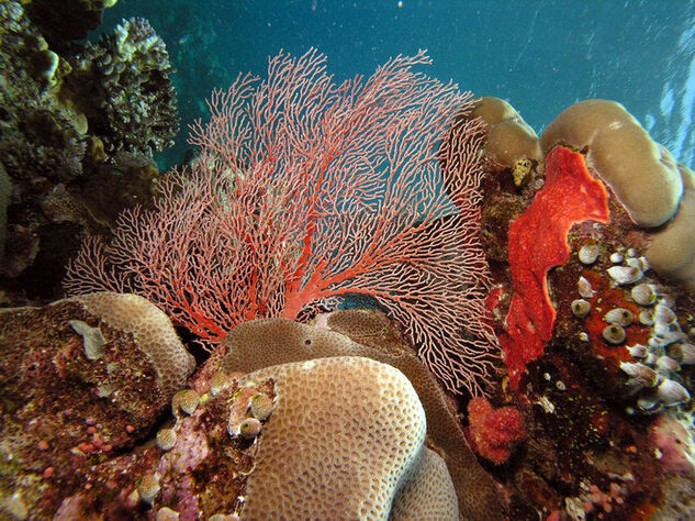 Great Barrier Reef - Port Douglas
